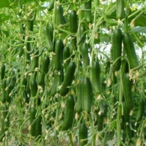 Sırık Salatalık Tohumu Ekim Seti - 2