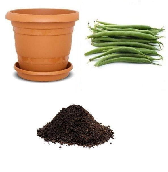 Erkenci Eymen Fasulye Tohumu Ekim Seti