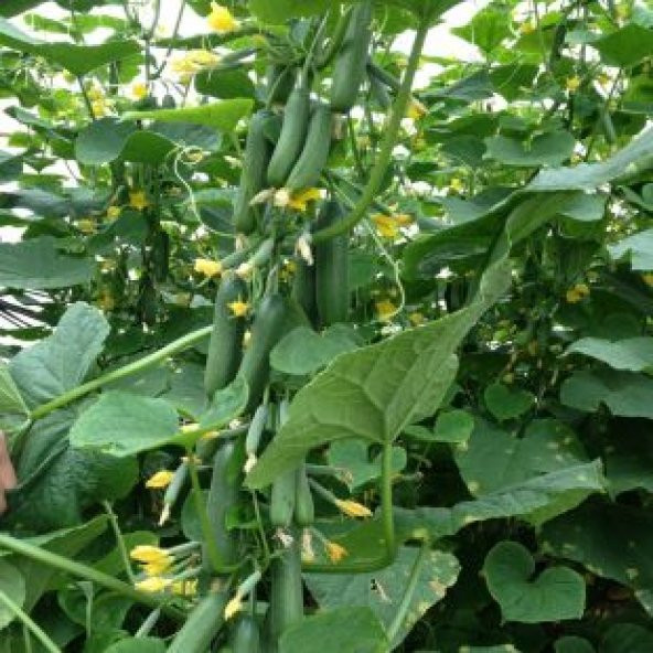 Sırık Salatalık Tohumu Ekim Seti - 3