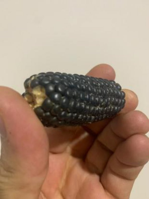 İthal Mini Siyah Mısır Tohumu Ekim Seti - 4