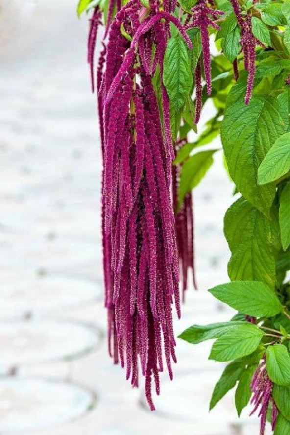 Tilki Kuyruğu Çiçeği Tohumu Ekim Seti - 3