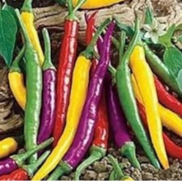 Renkli Acı Biber Tohumu Ekim Seti - 2