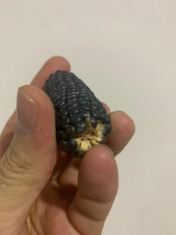 İthal Mini Siyah Mısır Tohumu Ekim Seti - 5