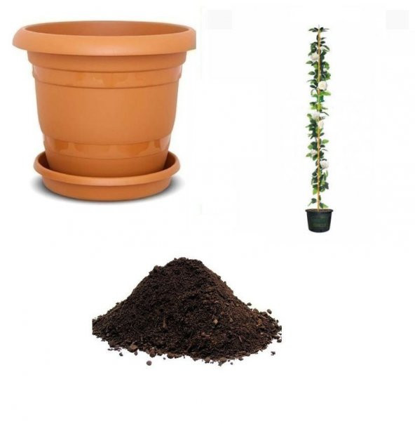 İthal Sırık Beyaz Gül Tohumu Ekim Seti ürün görseli