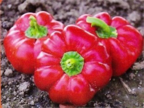 Tatlı Domates Biberi Tohumu Ekim Seti - 4