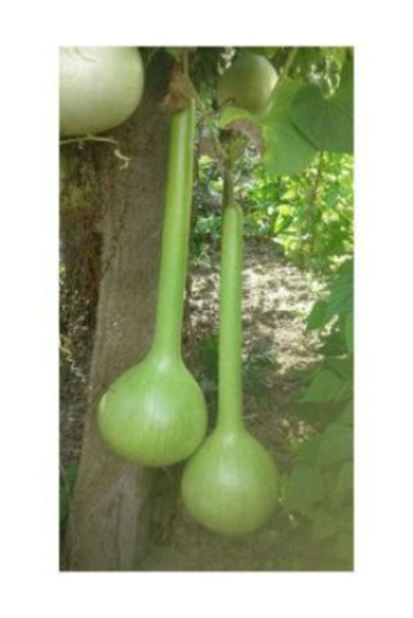 Uzun Su Kabağı Tohumu Ekim Seti - 3