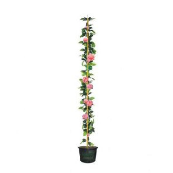 İthal Sırık Pembe Gül Tohumu Ekim Seti - 2