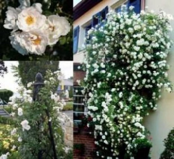 İthal Sırık Beyaz Gül Tohumu Ekim Seti - Resim 3