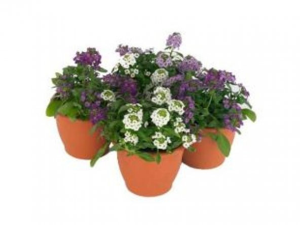 Karışık Ballıca Çiçeği Tohumu Ekim Seti - 2