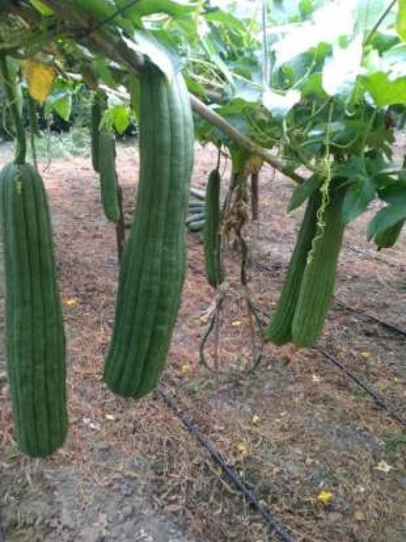 Lif Kabağı Tohumu Ekim Seti - 5