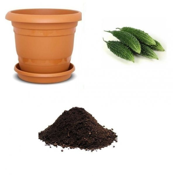 İthal Bitter Melon Meyvesi Tohumu Ekim Seti