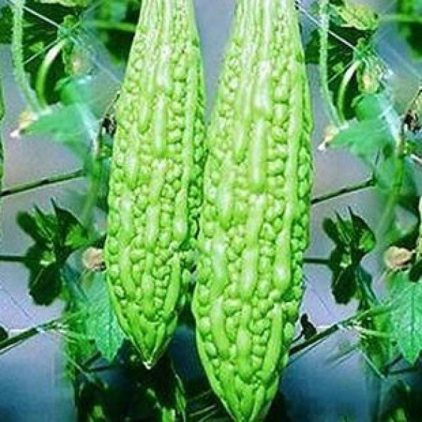 İthal Bitter Melon Meyvesi Tohumu Ekim Seti - 3