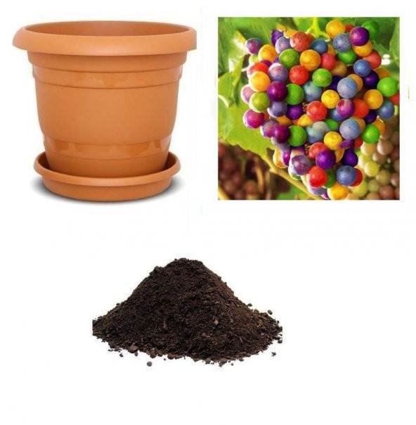 İthal Renkli Üzüm Tohumu Ekim Seti - Resim 2