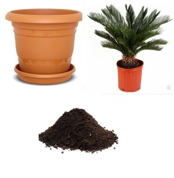 İthal Cycas Revoluta Süs Ağacı Tohumu Ekim Seti