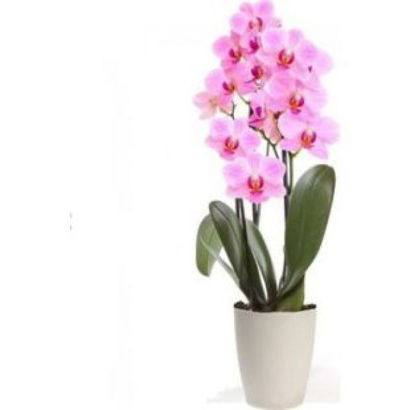 İthal Pembe Orkide Tohumu Ekim Seti - 2