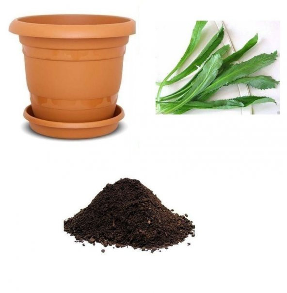 İthal Çin Kişnişi Tohumu Ekim Seti