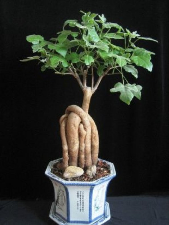 Japon Kavağı Bonzai Ağacı Tohumu Ekim Seti - 3