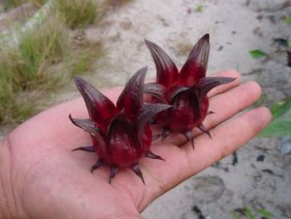 İthal Hibiscus Tohumu Ekim Seti - 3