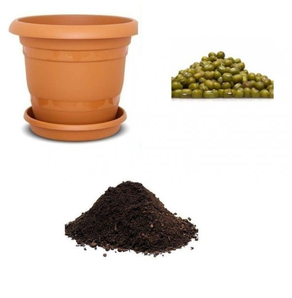 İthal Mung Bean Fasulye Tohumu Ekim Seti