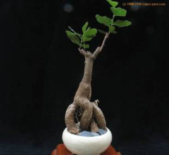 Japon Kavağı Bonzai Ağacı Tohumu Ekim Seti - 4