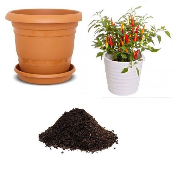 Acı Burbiye Süs Biberi Tohumu Ekim Seti