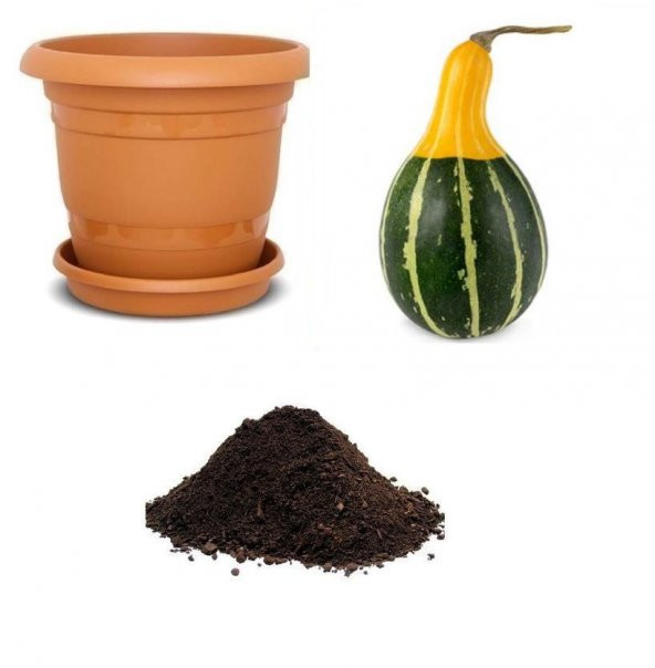 Nadir Sarı Yeşil Süs Kabağı Tohumu Ekim Seti