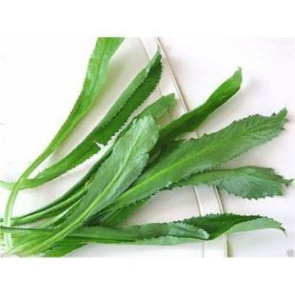 İthal Çin Kişnişi Tohumu Ekim Seti - 3