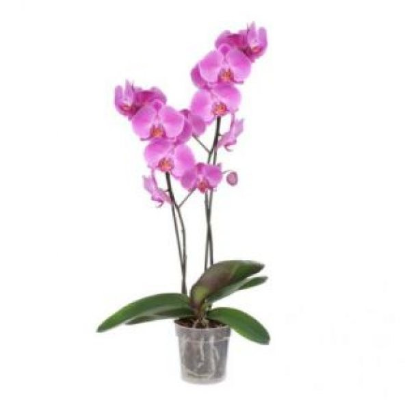 İthal Pembe Orkide Tohumu Ekim Seti - 5