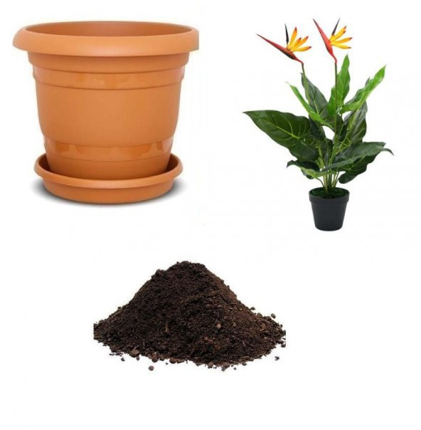 Starliçya Çiçeği Tohumu Ekim Seti