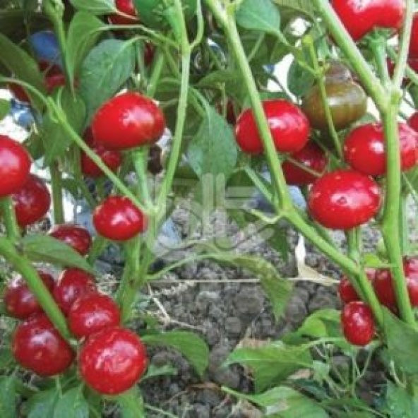 Tatlı Burkita Biberi Tohumu Ekim Seti - 3