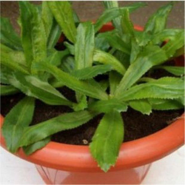 İthal Çin Kişnişi Tohumu Ekim Seti - 4