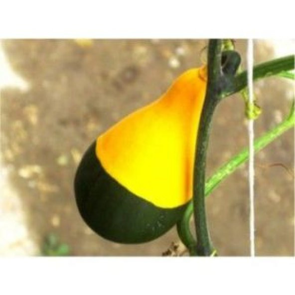 Nadir Sarı Yeşil Süs Kabağı Tohumu Ekim Seti - 3