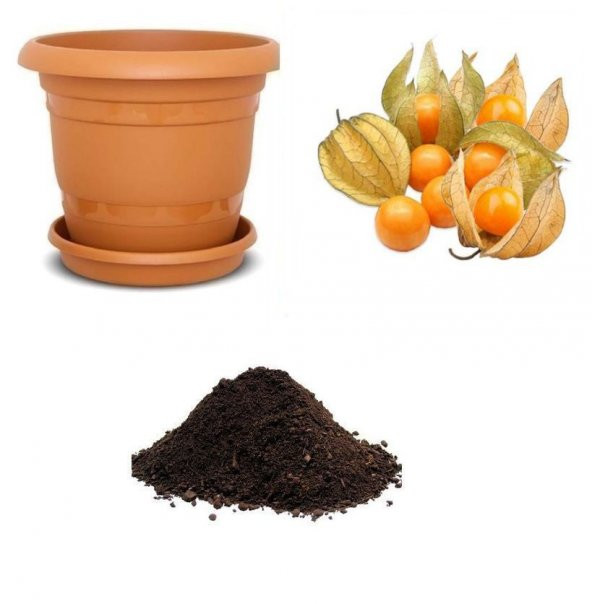 Altın Çilek Tohumu Ekim Seti