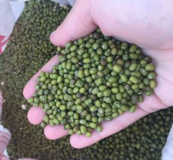 İthal Mung Bean Fasulye Tohumu Ekim Seti - 4