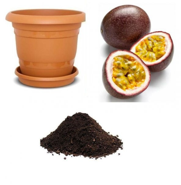 Tropikal Tutku Meyvesi Tohumu Ekim Seti