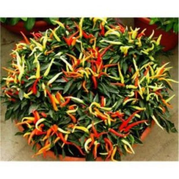 Acı Burbiye Süs Biberi Tohumu Ekim Seti - 3