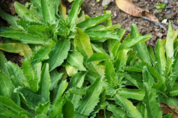 İthal Çin Kişnişi Tohumu Ekim Seti - 5