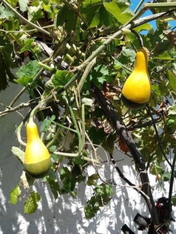 Nadir Sarı Yeşil Süs Kabağı Tohumu Ekim Seti - 4