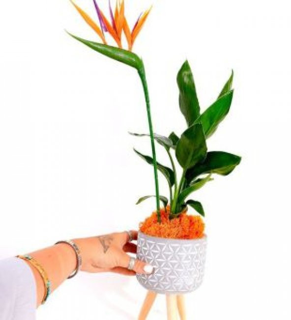 Starliçya Çiçeği Tohumu Ekim Seti - 4