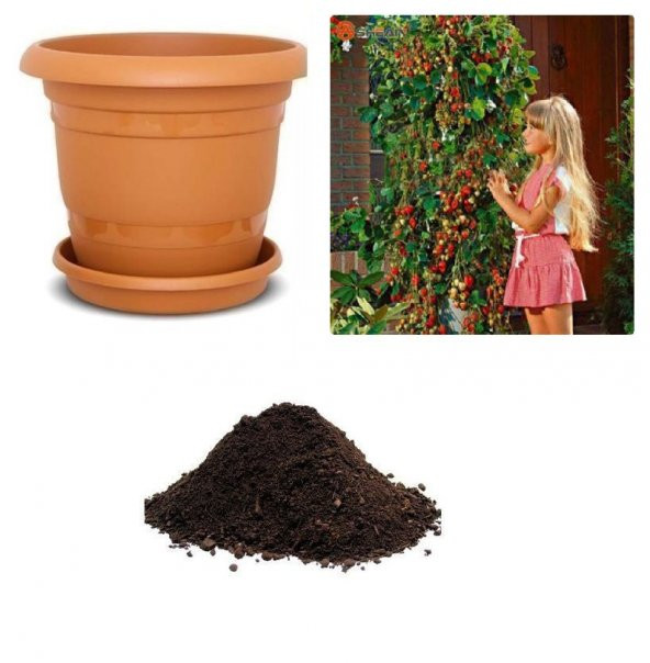 Alman Çilek Ağacı Tohumu Ekim Seti