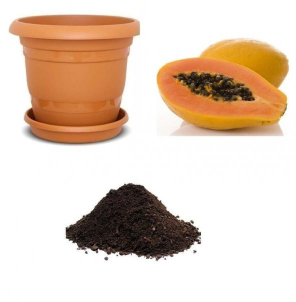 Tropikal Papaya Meyvesi Tohumu Ekim Seti