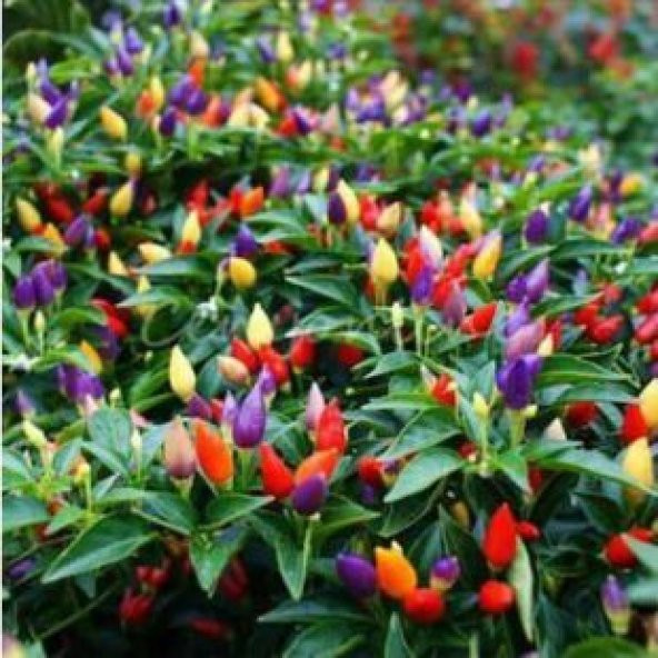 Yediveren Acı Süs Biberi Tohumu Ekim Seti - Resim 2