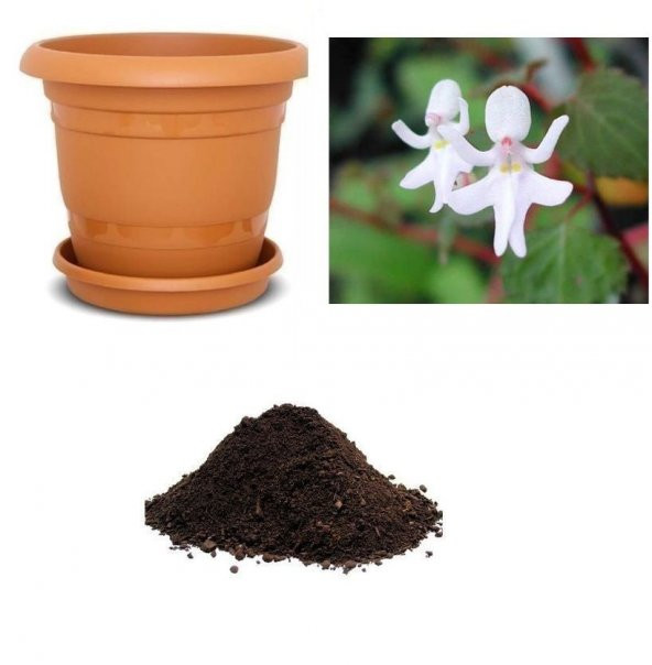 İthal Beyaz Melek Orkide Çiçeği Tohumu Ekim Seti