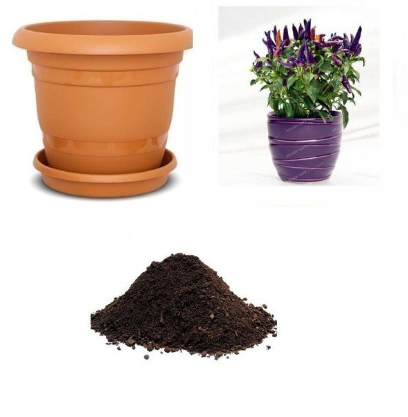 İthal Acı Mor Süs Biberi Tohumu Ekim Seti ürün görseli