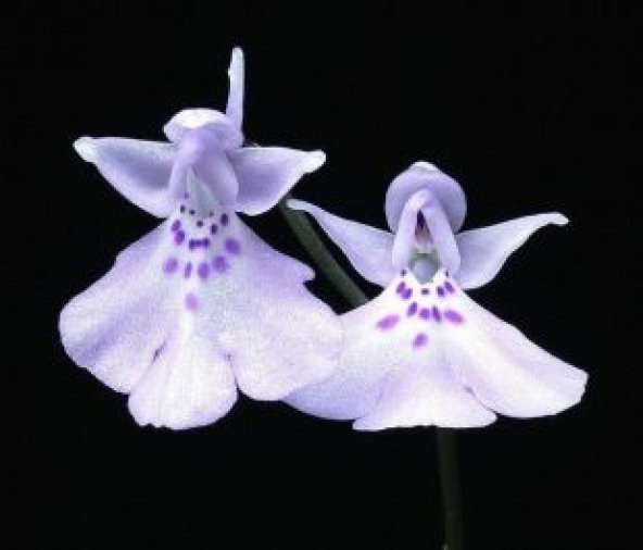 İthal Beyaz Melek Orkide Çiçeği Tohumu Ekim Seti - 3