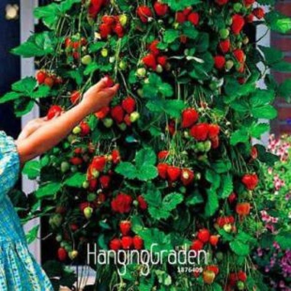 Alman Çilek Ağacı Tohumu Ekim Seti - 4