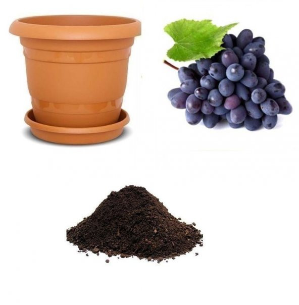 Nadir Siyah Şarköy Üzümü Tohumu Ekim Seti ürün görseli