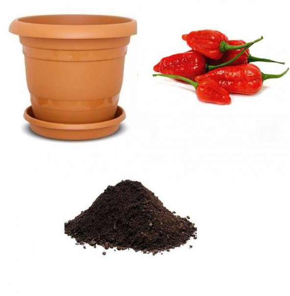 İthal But Jolokia Biber Tohumu Ekim Seti