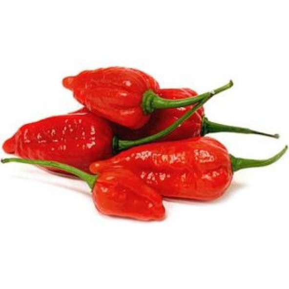 İthal But Jolokia Biber Tohumu Ekim Seti - 2