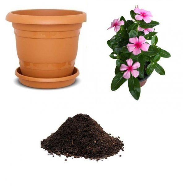 Rozet Çiçeği Tohumu Ekim Seti